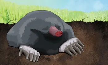 Illustration of a mole peeking out of a burrow
