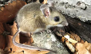 Photo os a white footed mouse