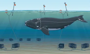 Illustration showing how right whales get entangled in the fishing lines of lobster ctraps.