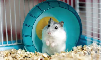 Photo of a cute white gerbil