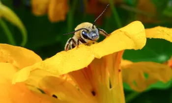 closeup of a bee on a large yellow flower