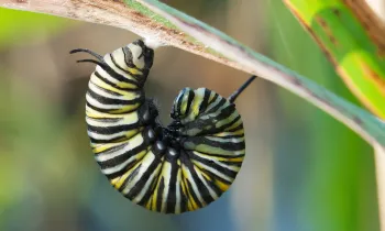 fat caterpillar curled on a leaf stalk