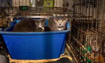 Several cats tightly crammed inside a dirty cage.