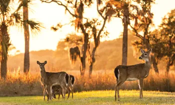 Deer gather in a field at sunset on Fripp Island, SC.
