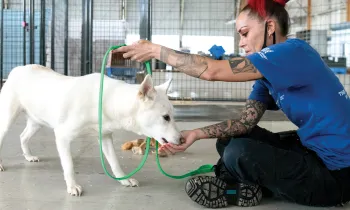 Rescuer Justine Hill works on leash training with a white dog named Gahee