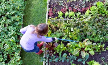overhead view of a woman tending her garden