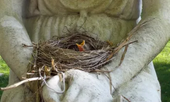 baby robin sitting in a nest
