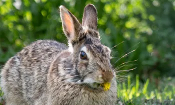 brown rabbit in the grass