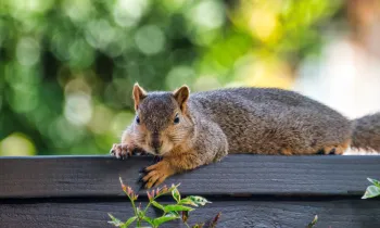 A squirrel on a fence on a beautiful day