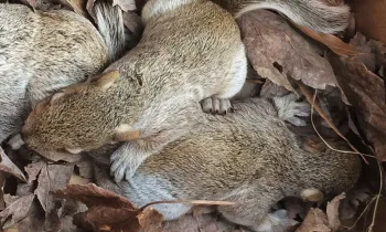 Wearing gloves, Lori Thiele relocates the baby squirrels to a cardboard pet carrier