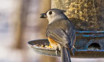 a small bird eats seeds from a hanging bird feeder