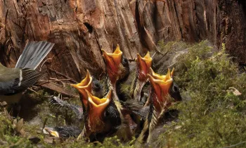 Bird and babies in the nest tucked in a tree trunk 