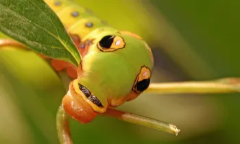 a green spicebush swallowtail caterpillar munches on a leaf
