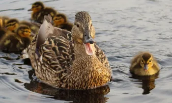 mother duck with her ducklings swimming in water