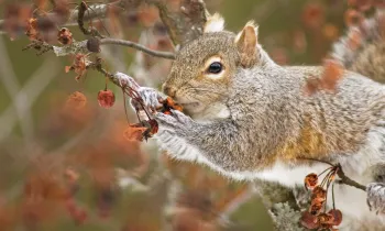 Gray squirrel eating in a tree