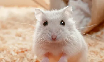 pet hamster looking at the camera with soulful eyes