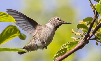 hummingbird sipping nectar from orange flowers