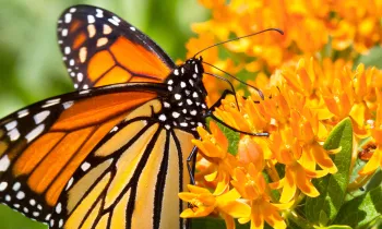 monarch butterfly on a milkweed flower