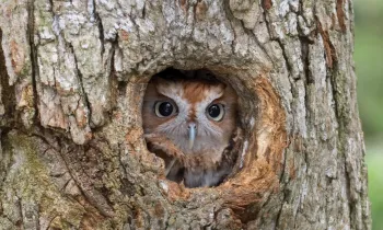 Eastern Screech Owl, finding shelter in a tree cavity