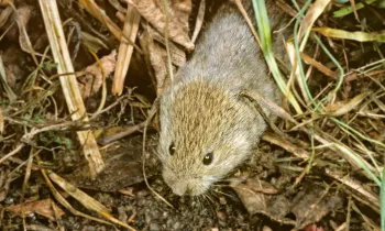 vole in the grass