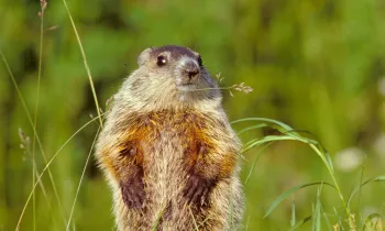 woodchuck in the grass