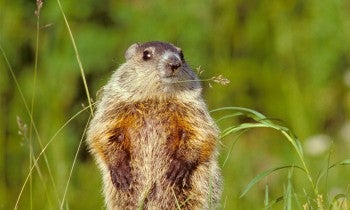 woodchuck in the grass
