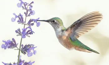 Hummingbird stopping at a flower to eat