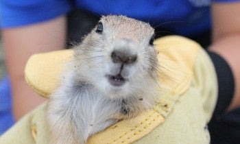 Prairie dog held by HSUS member doing habitat and translocation work