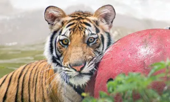 Photo of India the tiger playing in his pool with his red ball.