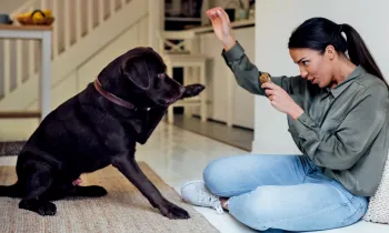 A woman trains her black lab who lifts his paw playfully for a shake