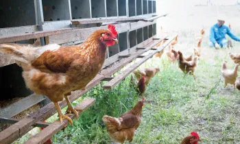 Photo of a hen in an free-range farm