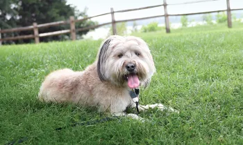 Photo of Minnow the dog laying in the grass.