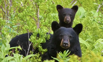 Cub with mother black bear in wild