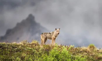 Gray wolf on a mountain ridge in Denali National Park, Alaska