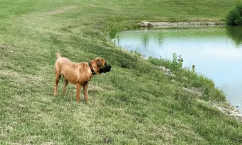 Mir the dog surveying a pond on a large property that is now his home.
