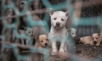 A puppy looks desperately through a chainlink cage full of despondant puppies