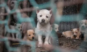 A puppy looks desperately through a chainlink cage full of despondant puppies