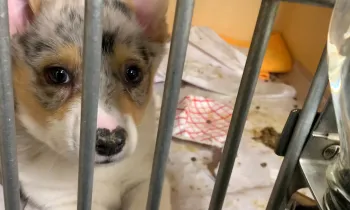 Filthy "sick room" cage of puppy being treated for illness at American Kennels, NY