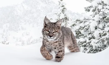 Bobcat in Snow