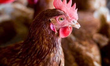 Cage free hens on farm in Uruguay
