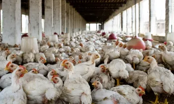 Photo of an industrial chicken operation in India.