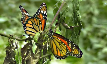 Monarch butterflies on plant stem