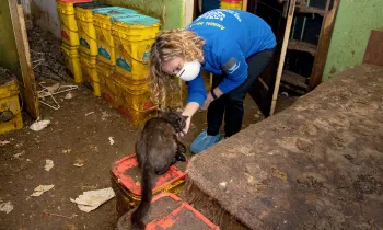 Photo of HSUS president and CEO Kitty Block petting a cat in an alleged neglect situation in Muncie, Indiana.