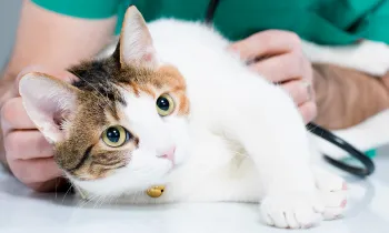 A cat on an exam table being checked by a veterinarian.
