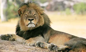 Cecil the lion lounges in the shade