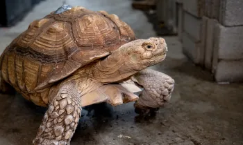 Goblin the tortoise walking on a concrete floor