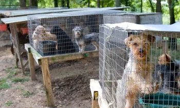 Rows of outdoor rabbit hutches used for housing dogs at a puppy mill.