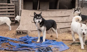 Adult dogs found living outdoors in crowded, filthy pens, some with no apparent access to food or water. 