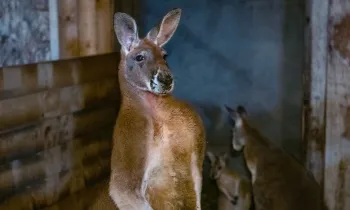 Kangaroo family found living together in a small enclosure at an unaccredited zoo outside Montreal