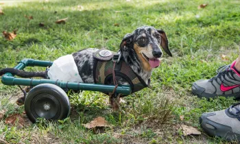 A small, speckled dog uses wheels to get around instead of his back legs.
